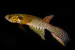 Rediscovery of Moema claudiae in Bolivia After Two Decades