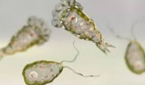Karnataka Issues Advisory On Naegleria Fowleri Risk For Pilgrims