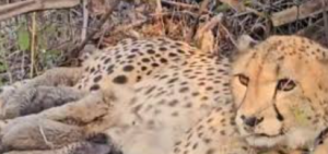 India’s First Native-Born Cheetah Mukhi Gives Birth to Five Cubs