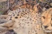 India’s First Native-Born Cheetah Mukhi Gives Birth to Five Cubs