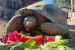 Galápagos Tortoise Gramma Dies At 141
