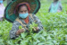 Assam Passes Landmark Bill Granting Land Rights to Tea Workers