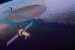 NISAR Satellite Deploys Antenna and Begins Science Operations