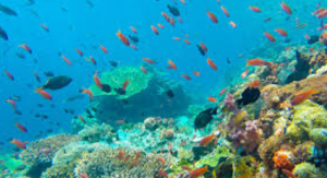 India to Establish First National Coral Reef Research Centre in Andaman