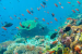 India to Establish First National Coral Reef Research Centre in Andaman