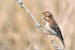 Rare Rustic Bunting Spotted for the First Time in Delhi NCR