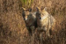 Tenkasi Launches ‘Golden Jackal Ambassadors’ Conservation Initiative