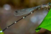 New Kodagu Shadowdamsel Discovered in Western Ghats Forests