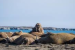 New Walrus Haul-Out Identified in Svalbard via Satellite Monitoring
