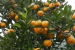 Darjeeling Mandarin Orange Secures GI Tag for Regional Authenticity