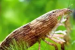 Bamboo Shrimp Rediscovered in India After 72 Years