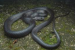 New Snake and Crake Species Identified from Great Nicobar Island