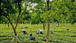 असम में चाय उत्पादन को बढ़ावा देने के लिए टीडीपीएस योजना का क्रियान्वयन