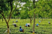 Tea Development & Promotion Scheme To Boost Tea Sector