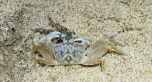 First Recorded Predation of Lightfoot Crab by Horn-Eyed Ghost Crab