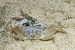 First Recorded Predation of Lightfoot Crab by Horn-Eyed Ghost Crab