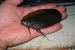 World’s Largest Cockroach Megaloblatta longipennis