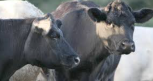 Suspected Bluetongue Cases Rise in Northern Ireland’s First Confirmed Outbreak