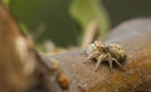 Two New Jumping Spider Species Discovered in Meghalaya