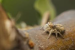Two New Jumping Spider Species Discovered in Meghalaya