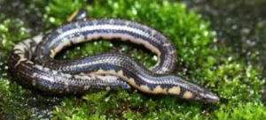 New Shieldtail Species Discovered In Siruvani Hills