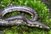 New Shieldtail Species Discovered In Siruvani Hills