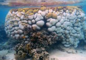 Heat Stress And Rare Black Band Disease Devastate Great Barrier Reef Corals