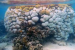 Heat Stress And Rare Black Band Disease Devastate Great Barrier Reef Corals