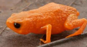 New Pumpkin Toadlet Species Discovered in Brazil Cloud Forests