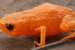New Pumpkin Toadlet Species Discovered in Brazil Cloud Forests