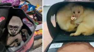 Global Crackdown Seizes 30,000 Animals in Wildlife Trade Bust