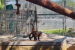Bannerghatta Park Imports Capuchin Monkeys from South Africa