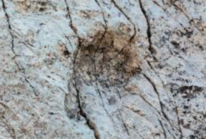 Ancient Dinosaur Footprints Discovered In Northern Italy