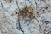 Ancient Dinosaur Footprints Discovered In Northern Italy