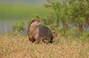 Tamil Nadu Launches Smooth-Coated Otter Conservation Initiative