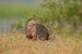 Tamil Nadu Launches Smooth-Coated Otter Conservation Initiative
