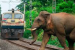 Indian Railways Deploys AI Systems to Prevent Wildlife Deaths