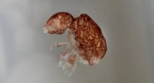 New Collembola Species Discovered in Sikkim Highlands