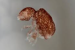 New Collembola Species Discovered in Sikkim Highlands