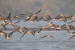 Asian Waterbird Census to Survey Coringa Sanctuary in January