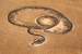 Gujarat Fossil May Redefine World’s Largest Snake
