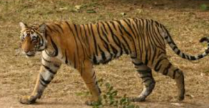 तीन दशक बाद गुजरात फिर से बाघ राज्य घोषित, रतनमहल अभयारण्य में बाघ की पुष्टि