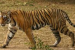 Gujarat Re-enters India’s Tiger Map After Three Decades