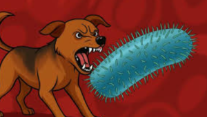 India’s Rabies Crisis: Why a Preventable Disease Still Kills Thousands Every Year