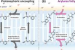 Burning Calories from Within: How ‘Mild’ Mitochondrial Uncouplers Could Change Obesity Treatment