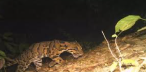 Clouded Leopard Sighted in Kakoi Reserve Forest