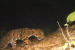 Clouded Leopard Sighted in Kakoi Reserve Forest