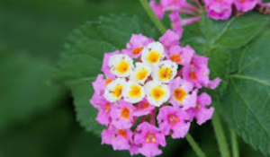 Lantana Camara Invasion Threatens Global Ecosystems