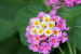 Lantana Camara Invasion Threatens Global Ecosystems