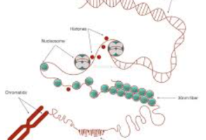 How Tiny Changes in DNA Packing Can Switch Genes On or Off
